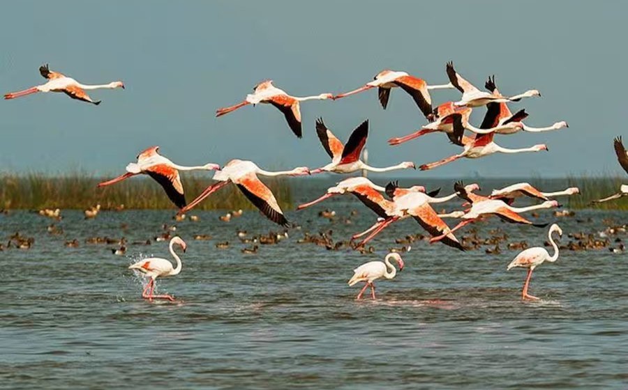 Puri to Chilika Lake Taxi Booking